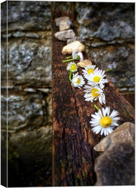 Wild flowers and stones Canvas Print by Gary Schulze