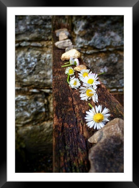Wild flowers and stones Framed Mounted Print by Gary Schulze