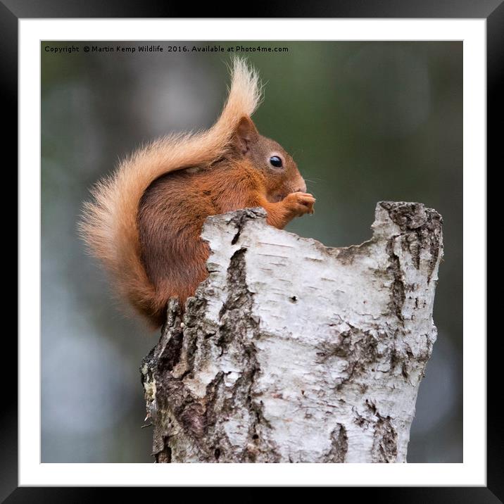 Red Squirrel in Tree Framed Mounted Print by Martin Kemp Wildlife