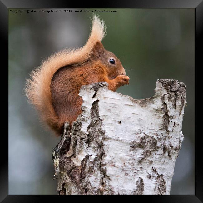 Red Squirrel in Tree Framed Print by Martin Kemp Wildlife