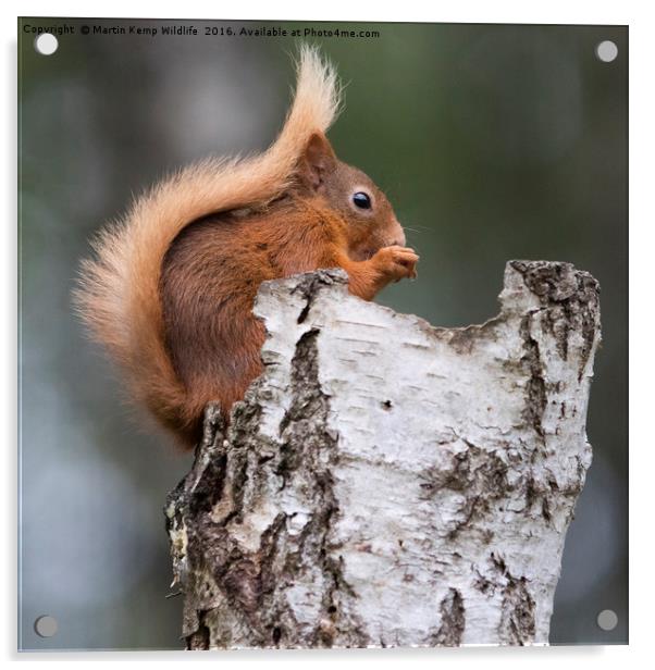 Red Squirrel in Tree Acrylic by Martin Kemp Wildlife