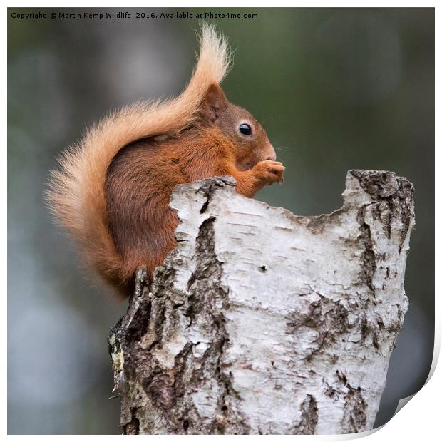 Red Squirrel in Tree Print by Martin Kemp Wildlife