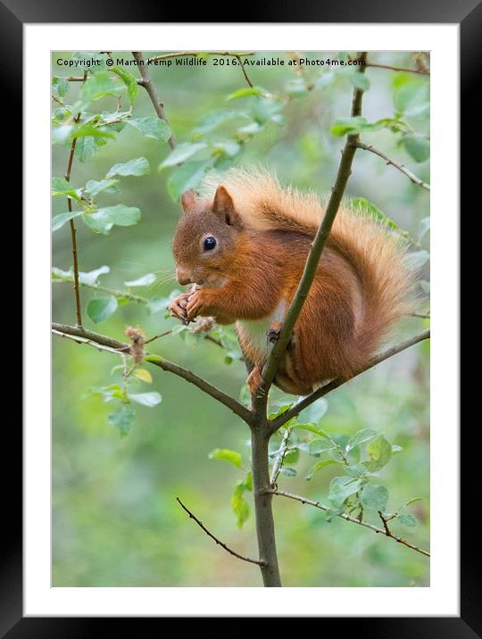 Red Squirrel  Framed Mounted Print by Martin Kemp Wildlife