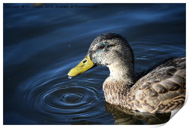 Female mallard Print by Derrick Fox Lomax