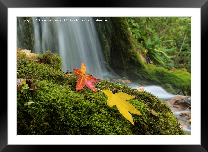 Little Bredy Autumnal waterfall  Framed Mounted Print by Shaun Jacobs