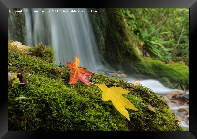 Little Bredy Autumnal waterfall  Framed Print by Shaun Jacobs