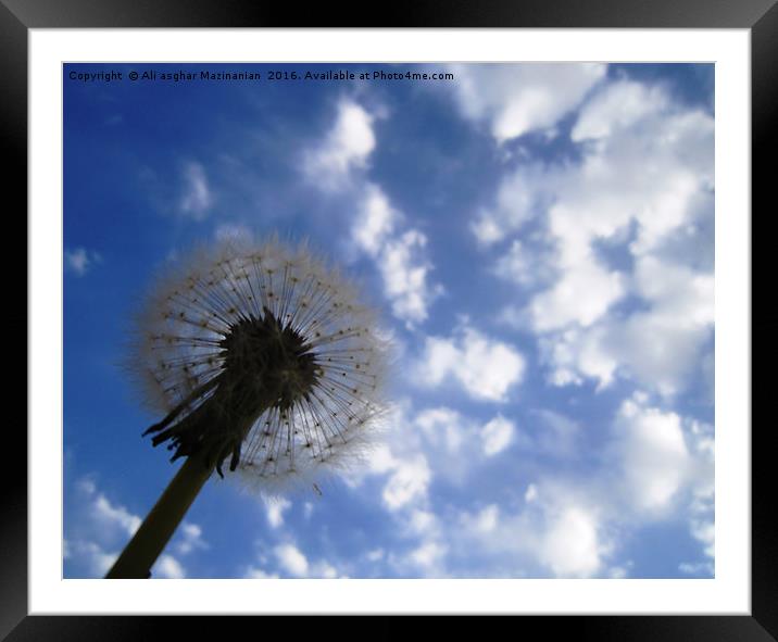 Dandelion in the cloudy sky, Framed Mounted Print by Ali asghar Mazinanian
