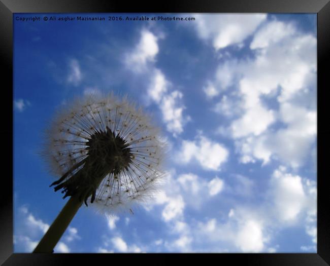 Dandelion in the cloudy sky, Framed Print by Ali asghar Mazinanian