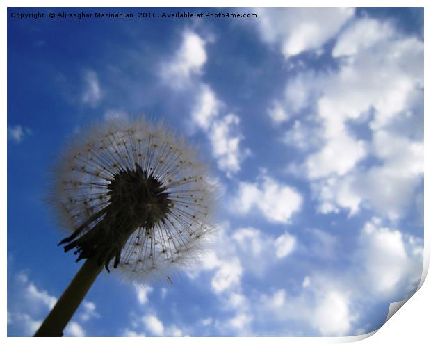 Dandelion in the cloudy sky, Print by Ali asghar Mazinanian