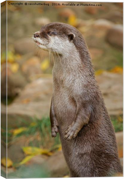Otter Standing Tall Canvas Print by rawshutterbug 