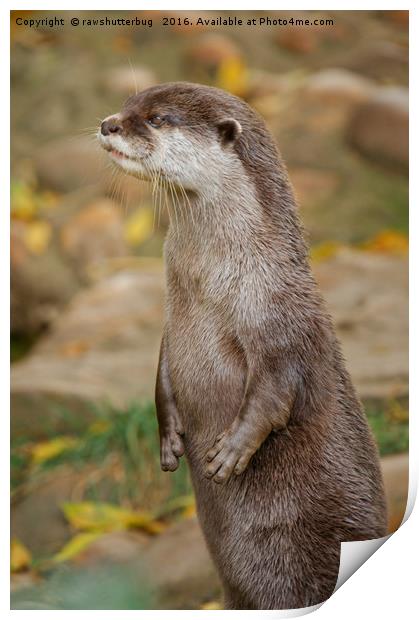 Otter Standing Tall Print by rawshutterbug 