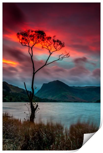 'Lone Tree' Buttermere Sunrise Print by Paul Andrews