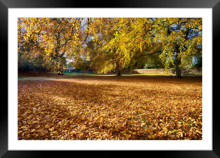 Autumn Leaves Framed Mounted Print by Alan Simpson