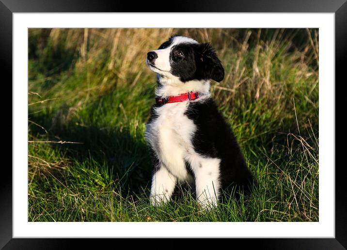 Border Collie puppy 2 Framed Mounted Print by Oxon Images