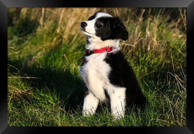 Border Collie puppy 2 Framed Print by Oxon Images