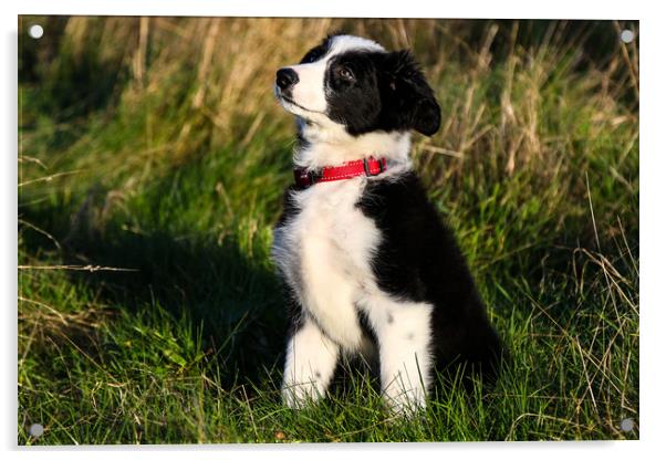 Border Collie puppy 2 Acrylic by Oxon Images