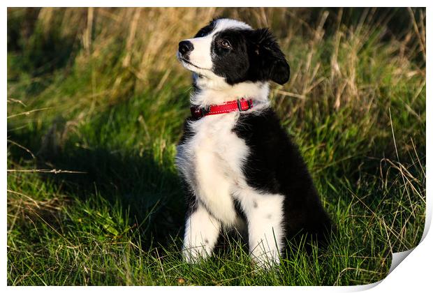 Border Collie puppy 2 Print by Oxon Images