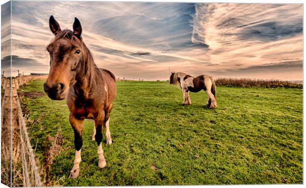 Hello Mr Ed Sunset Canvas Print by Naylor's Photography