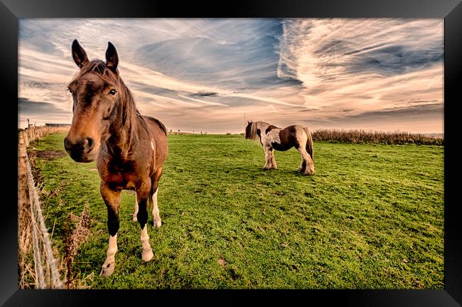 Hello Mr Ed Sunset Framed Print by Naylor's Photography