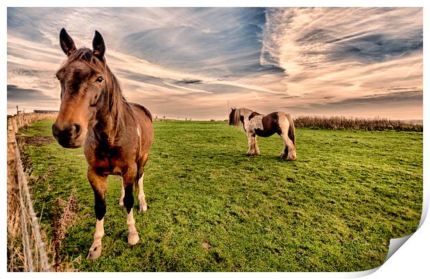Hello Mr Ed Sunset Print by Naylor's Photography