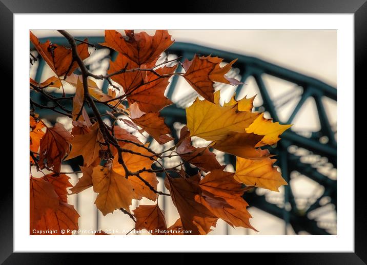 Autumn In Newcastle  Framed Mounted Print by Ray Pritchard
