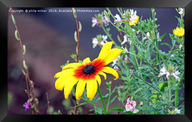 A Single Flower Framed Print by philip milner