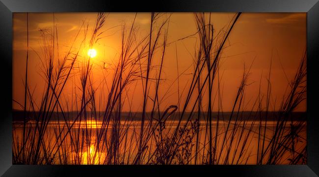 Golden Sunset at the Lake Framed Print by John Williams