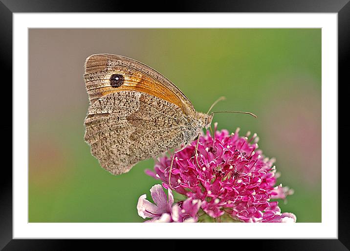 Butterfly feeding Framed Mounted Print by Mike Herber