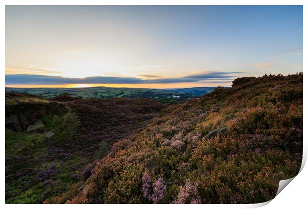 Heather in bloom    Print by chris smith