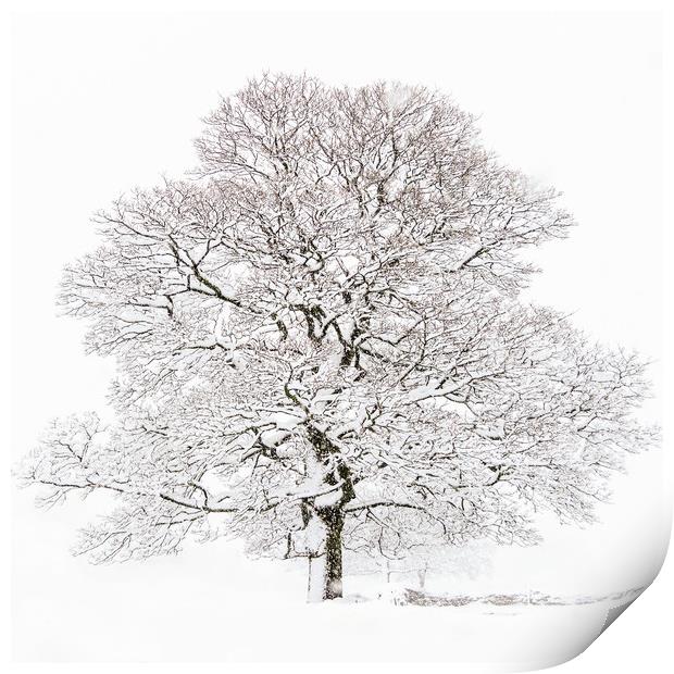 Winter Tree  Print by chris smith