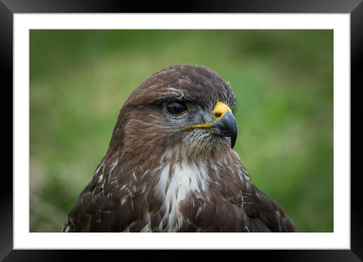 Buzzard  Framed Mounted Print by chris smith