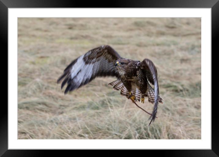 Buzzard in flight   Framed Mounted Print by chris smith