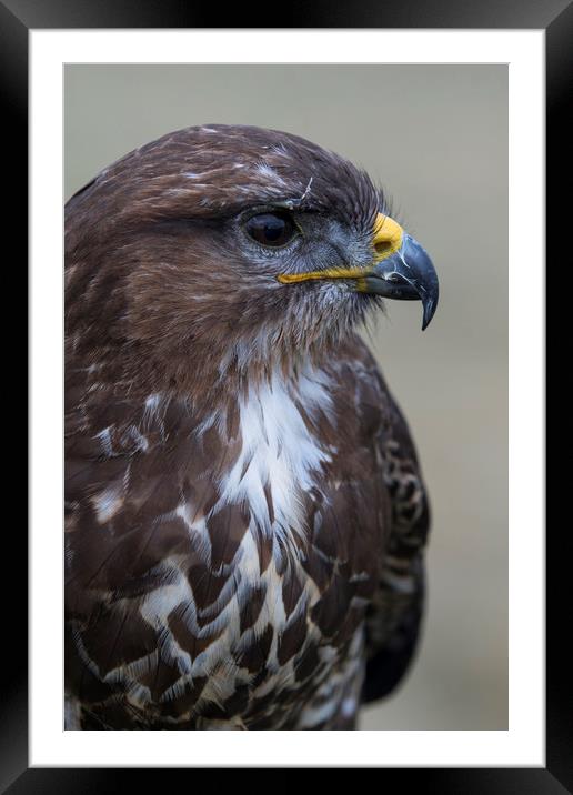 Buzzard portrait  Framed Mounted Print by chris smith
