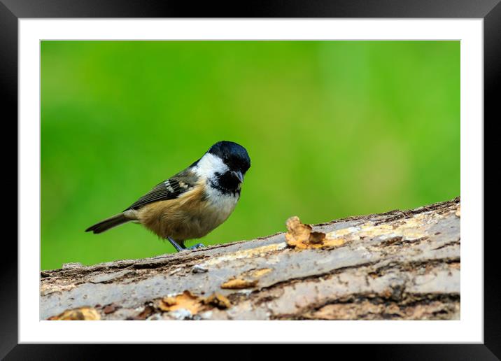 Coaltit  Framed Mounted Print by chris smith