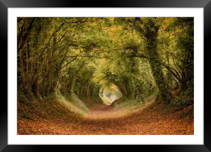 Halnaker Tree Tunnel Framed Mounted Print by Phil Clements