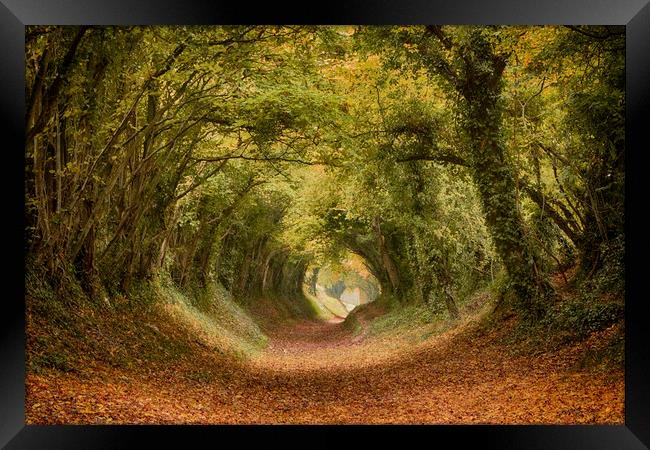 Halnaker Tree Tunnel Framed Print by Phil Clements