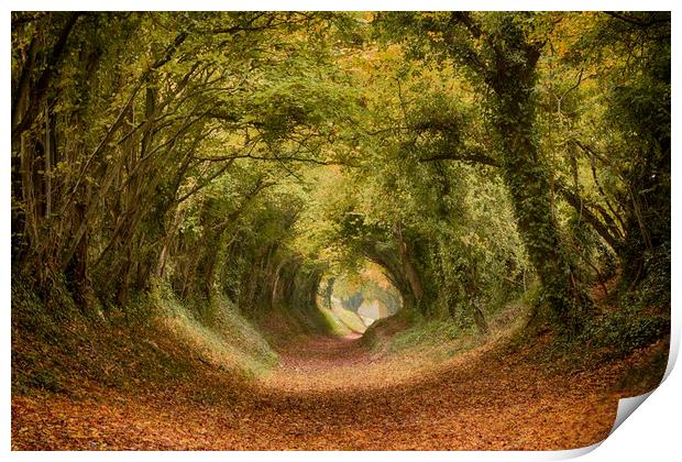 Halnaker Tree Tunnel Print by Phil Clements