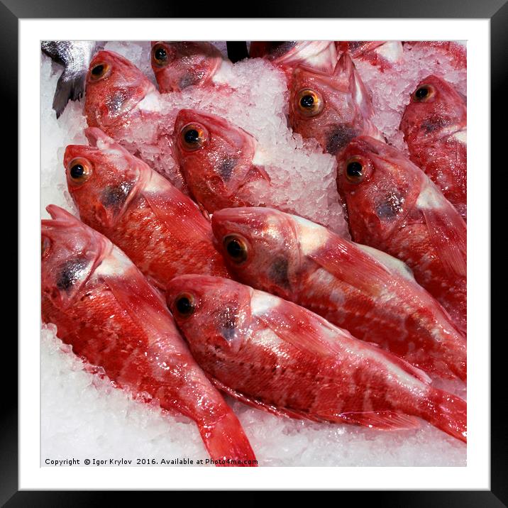 Fresh red fish  Framed Mounted Print by Igor Krylov