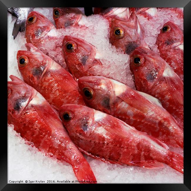 Fresh red fish  Framed Print by Igor Krylov