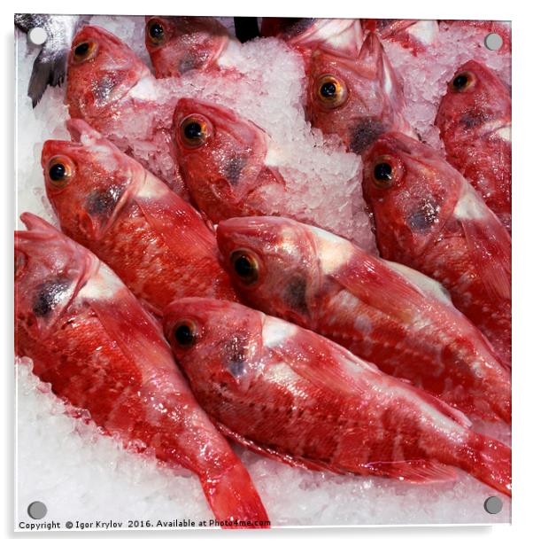Fresh red fish  Acrylic by Igor Krylov