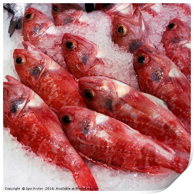 Fresh red fish  Print by Igor Krylov