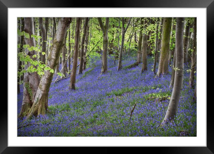 Purple Woods Framed Mounted Print by Purple OneTwoEight