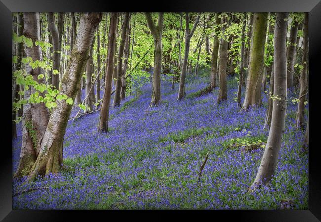 Purple Woods Framed Print by Purple OneTwoEight