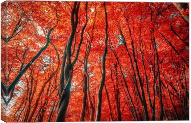 Red Forest of Sunlight Canvas Print by John Williams