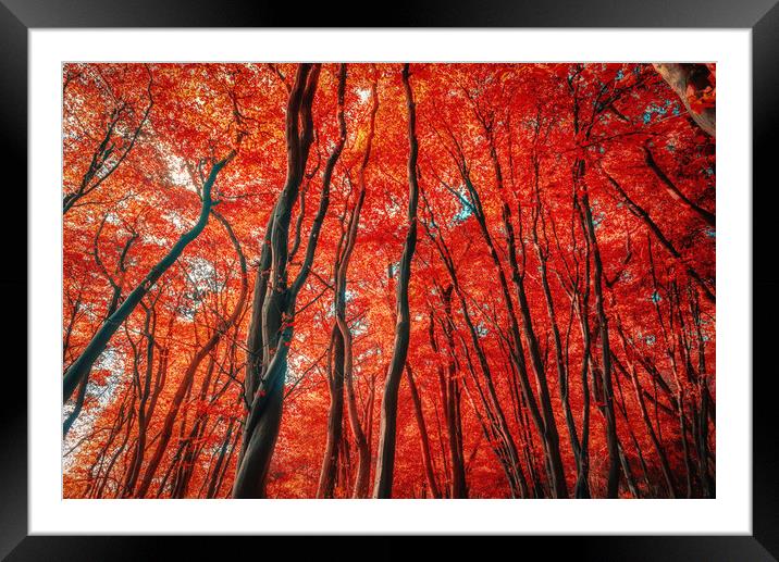 Red Forest of Sunlight Framed Mounted Print by John Williams