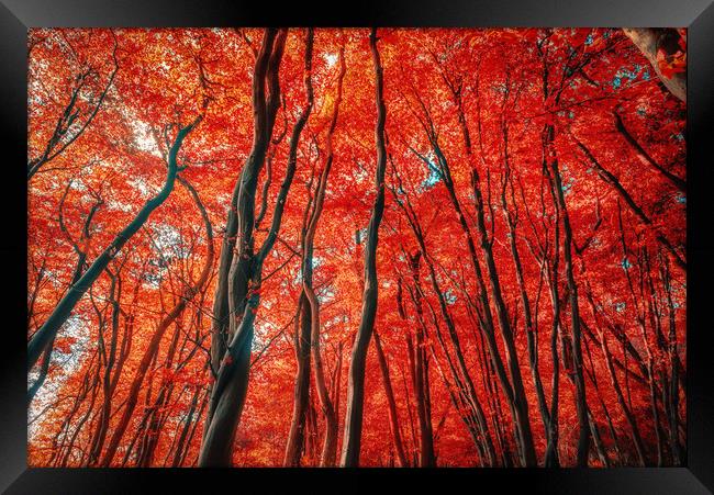 Red Forest of Sunlight Framed Print by John Williams