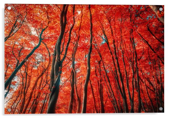 Red Forest of Sunlight Acrylic by John Williams