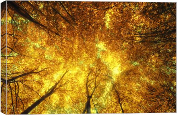 Golden Trees of Endless Dreams Canvas Print by John Williams