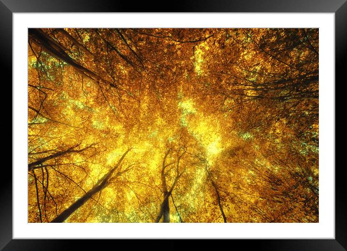 Golden Trees of Endless Dreams Framed Mounted Print by John Williams
