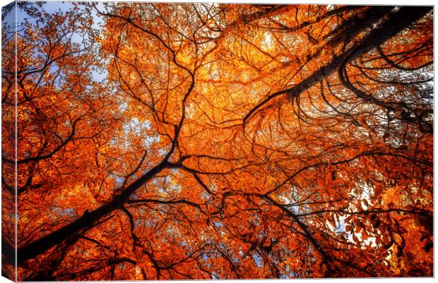 Sky Roots in Forest Red Canvas Print by John Williams